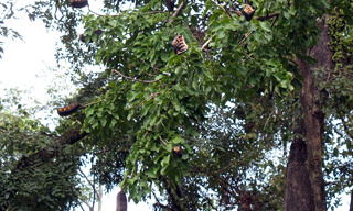 Birmaanse peulmahonie (A. xylocarpa) te Loeang Prabang in Laos