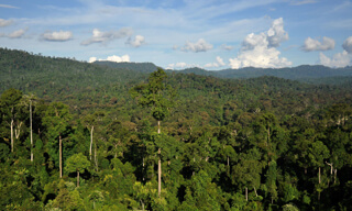 Borneo rainforest