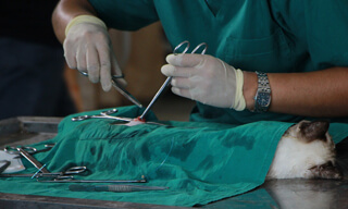 A veterinarian conducts a surgery on a domestic cat