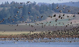 Ankeny Wildlife Refuge in Oregon