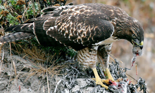 Juvenile red-tailed hawk eating a California vole