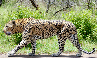 Leopard Kruger NP, Mpumalanga