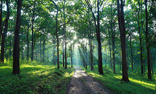 Teak forest with large foliage in Parambikulam Tiger Reserve, India