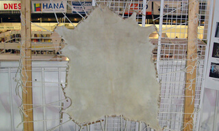 Parchment made of goatskin stretched on a wooden frame