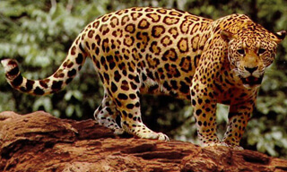 Panther Panthera onca