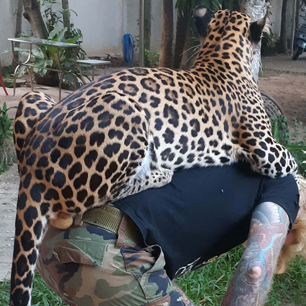 Wandeegroup: Mario Kleff's leopards in Pattaya 03