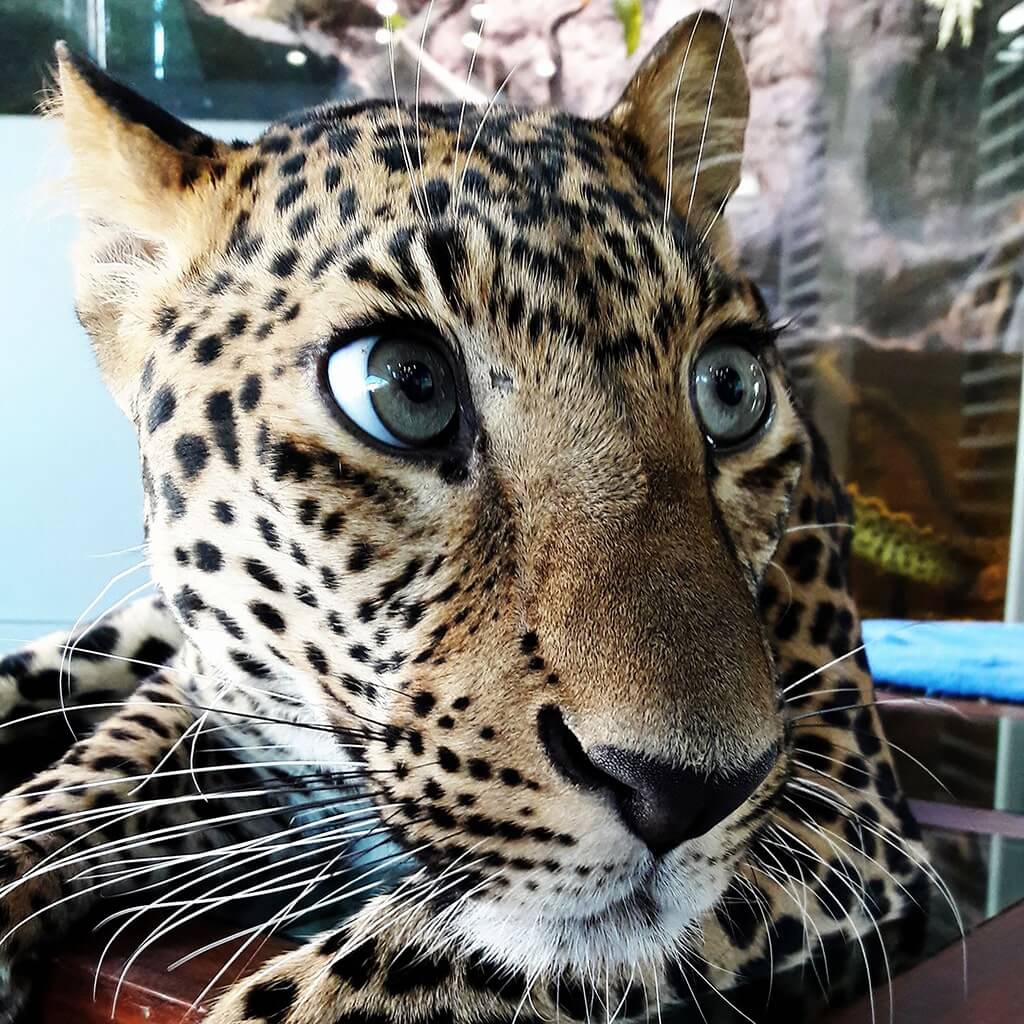 Wandeegroup: Mario Kleff's leopards in Pattaya 16
