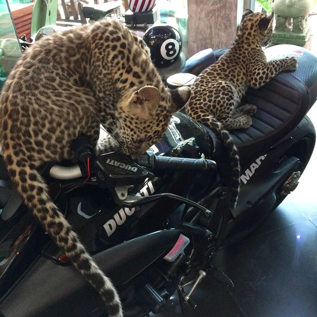 Wandeegroup: Mario Kleff's leopards in Pattaya 18