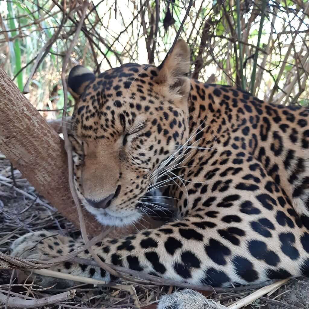 Wandeegroup: Mario Kleff's leopards in Pattaya 26