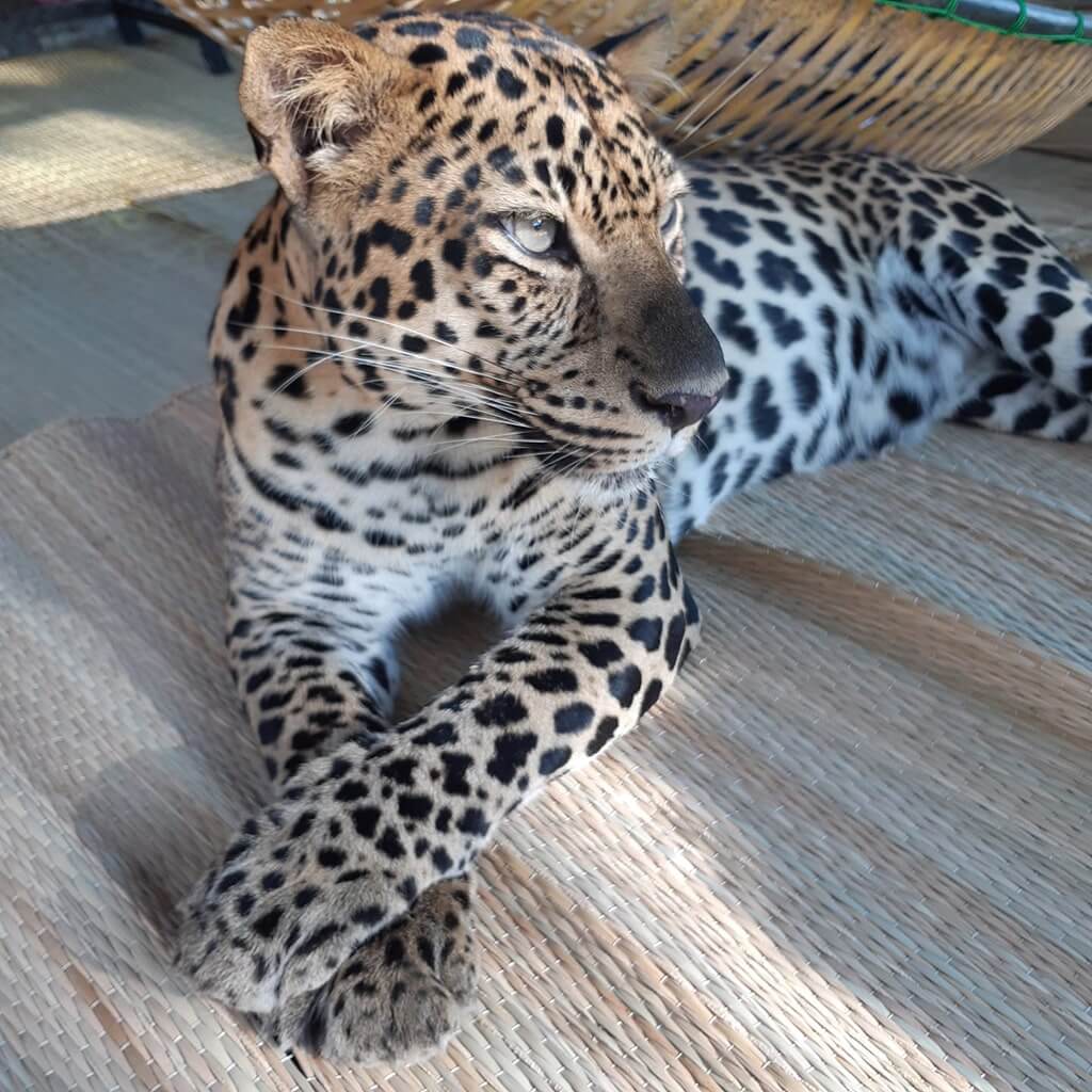 Wandeegroup: Mario Kleff's leopards in Pattaya 27