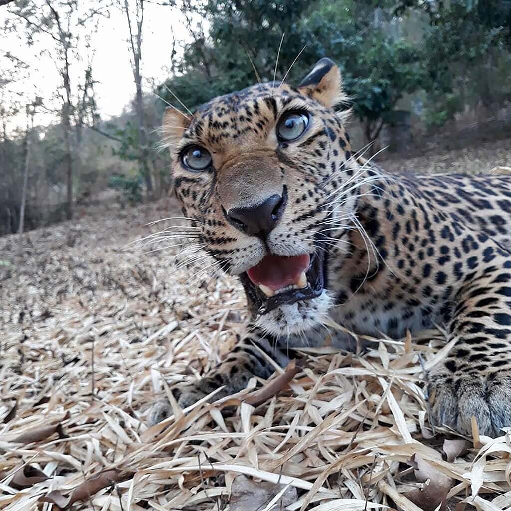 Wandeegroup: Mario Kleff's leopards in Pattaya 28