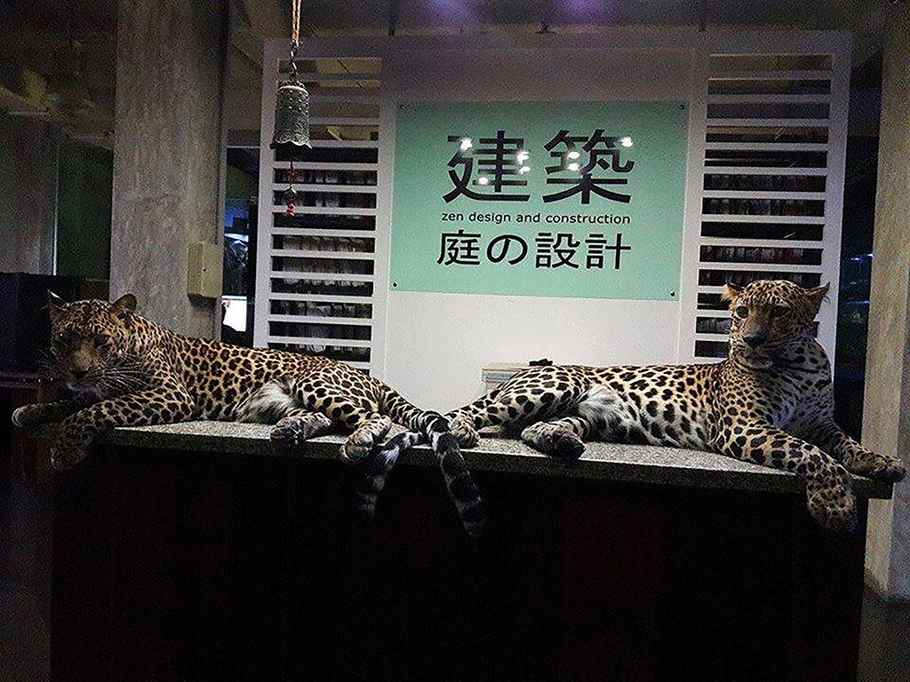 Wandeegroup: Mario Kleff's leopards in Pattaya 31