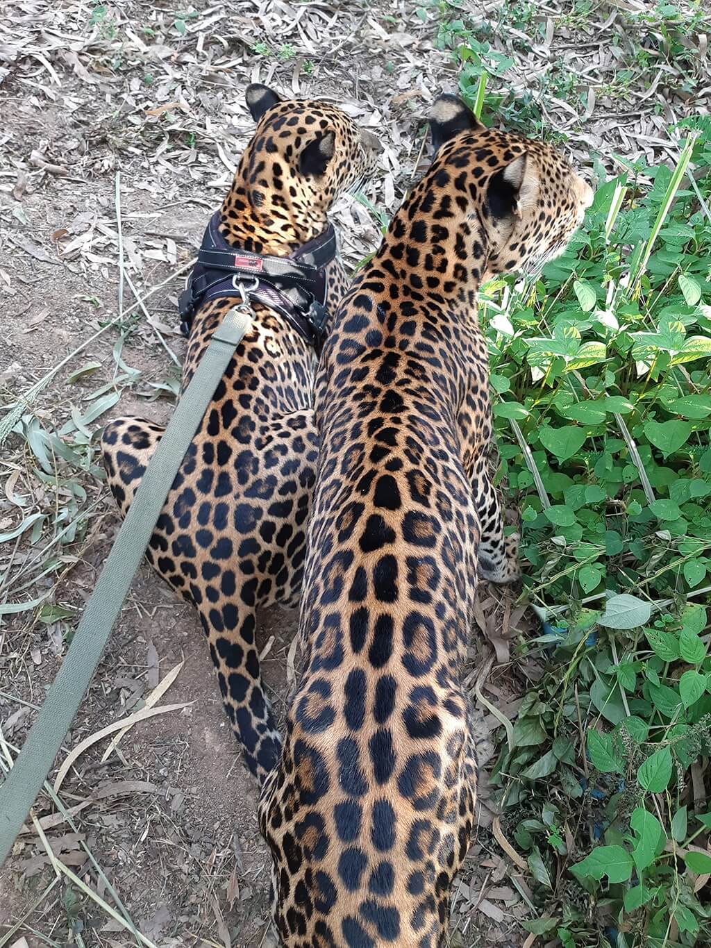 Wandeegroup: Mario Kleff's leopards in Pattaya 32