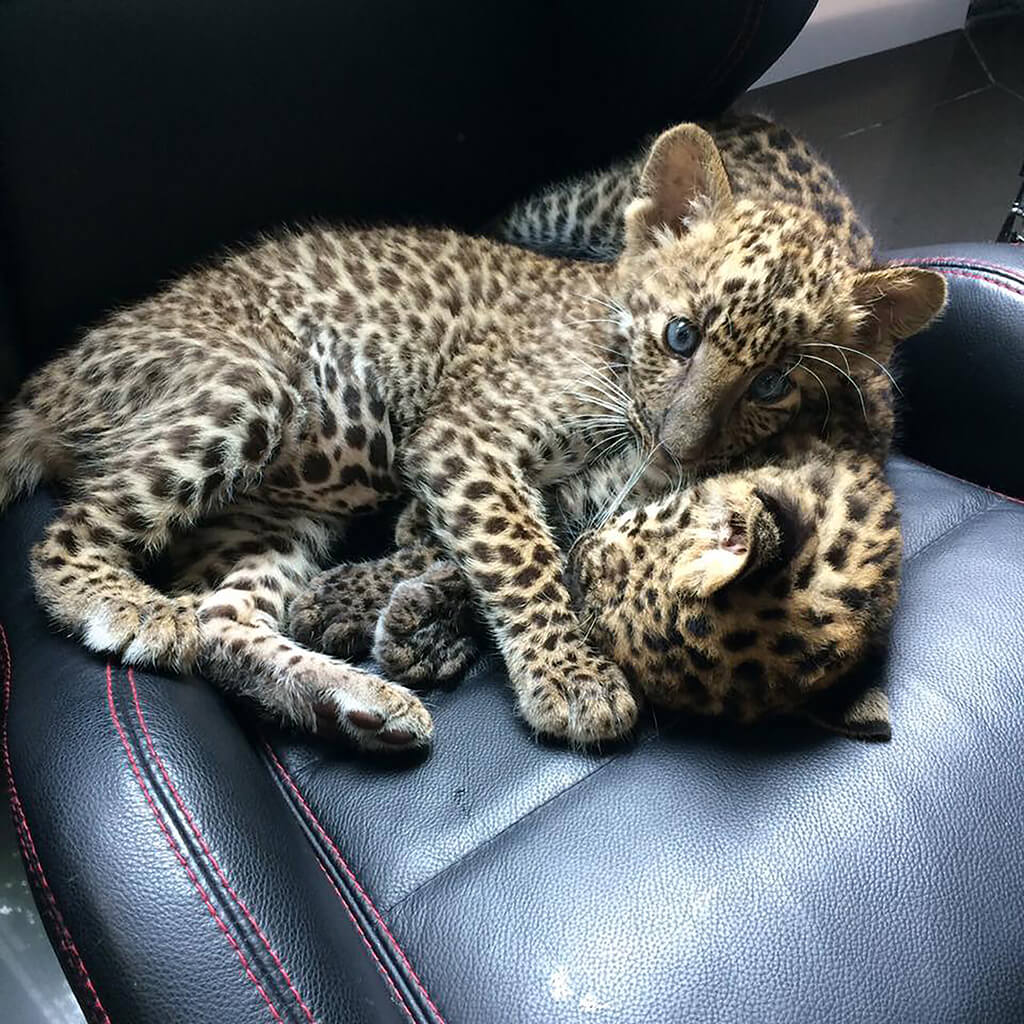 Wandeegroup: Mario Kleff's leopards in Pattaya 34
