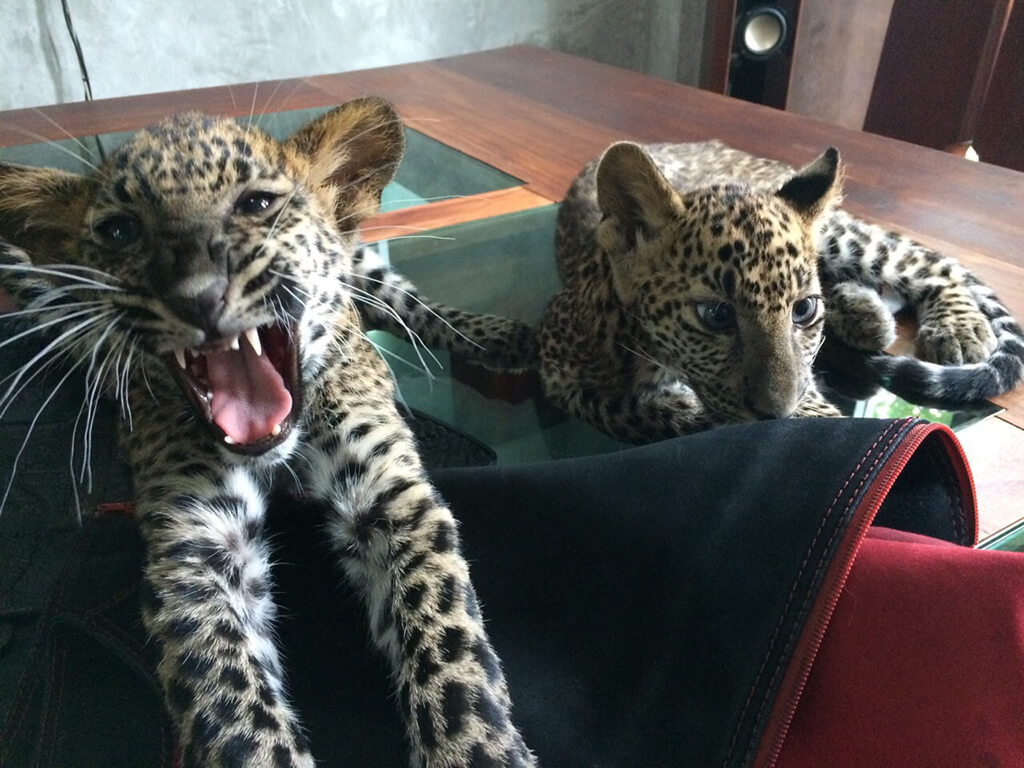 Wandeegroup: Mario Kleff's leopards in Pattaya 35