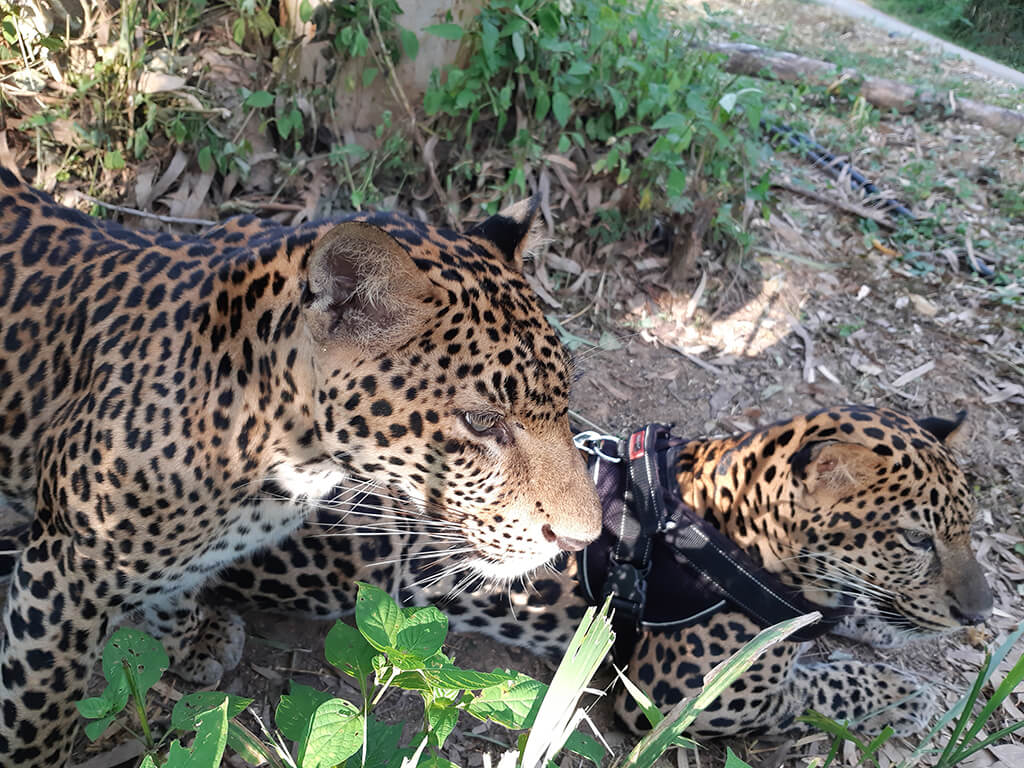 Wandeegroup: Mario Kleff's leopards in Pattaya 41