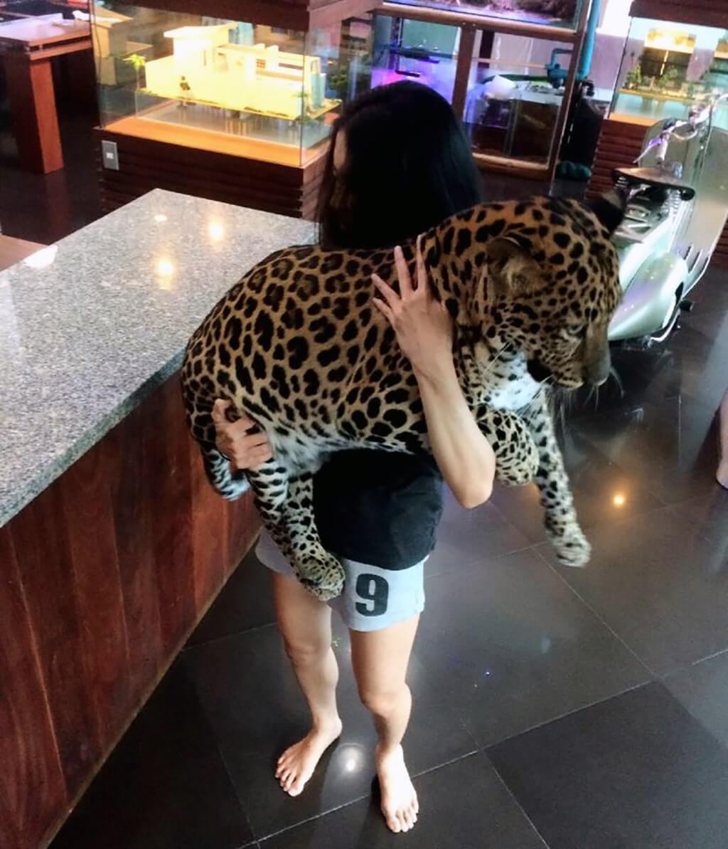 Wandeegroup: Mario Kleff's leopards in Pattaya 52