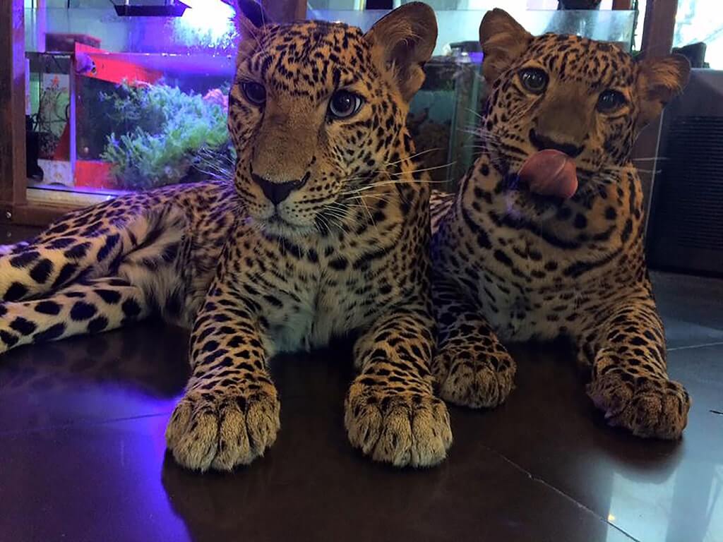 Wandeegroup: Mario Kleff's leopards in Pattaya 53