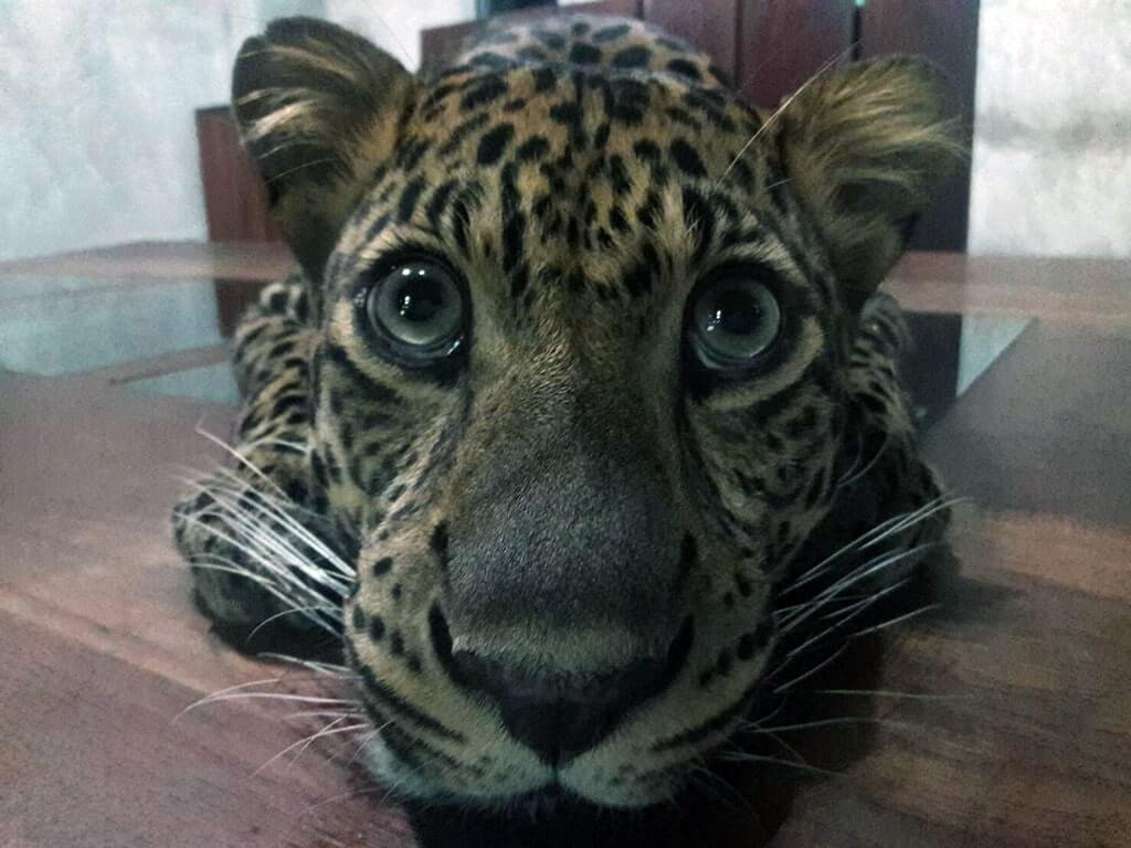 Wandeegroup: Mario Kleff's leopards in Pattaya 58