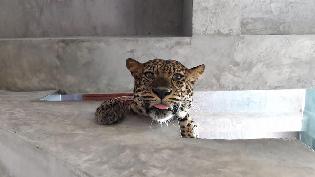 Wandeegroup: Mario Kleff's leopards in Pattaya 59